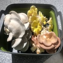 Blue Oyster Mushrooms
